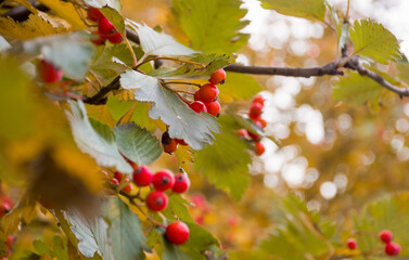 Viburnum red, ordinary, Adox family in autumn yellow foliage