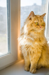 ginger cat sitting on the windowsill