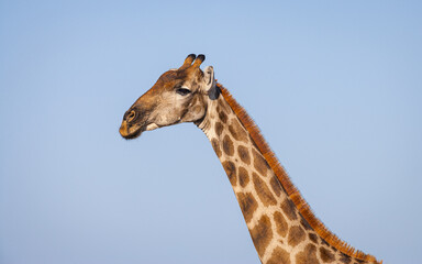 Obraz premium Portrait of a Giraffe (giraffa camelopardalis) 