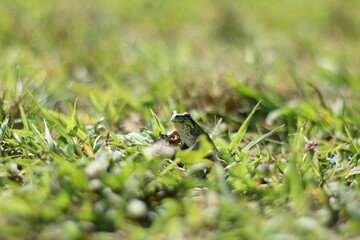 frog on the grass