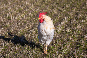 frontal view of a single white rooster