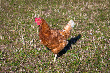 portrait of a chicken on a field