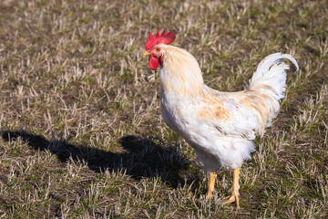 tall rooster looking for the hens
