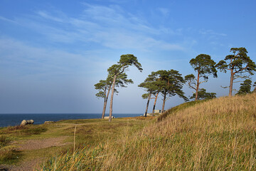 Baltic Sea coast with sand and pine trees