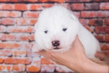 Small two weeks age old cute white Samoyed puppy dog