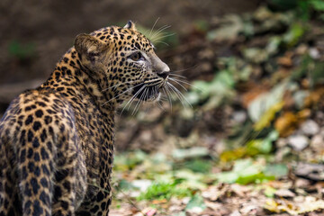 Sri Lankan leopard cub, Panthera pardus kotiya