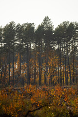 Fototapeta premium forest in autumn