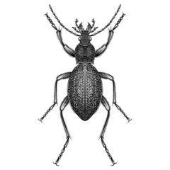 Procerus Caucasicus Audouini illustration vector flat design