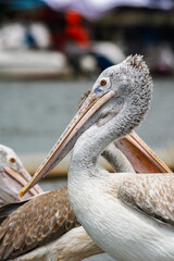 pelican on the beach
