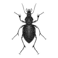 Carabus Gigas illustration vector flat design