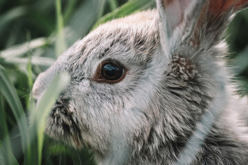 close up of a rabbit