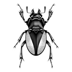 Female Lucanus Cervus illustration vector flat design