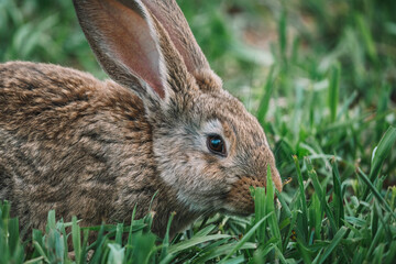 rabbit in the grass