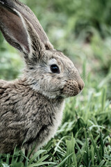 rabbit in the grass