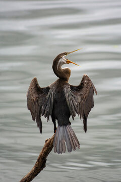 Oriental darter drying wings above tropical wetland