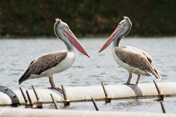pelican on the beach