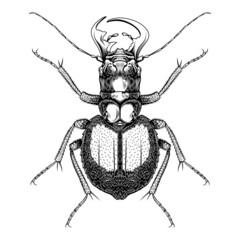 Manticora Herculena illustration vector flat design