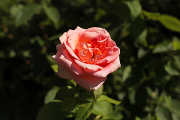 delicate red rose with buds on a flower bed. beautiful flowers of red garden roses. Bushes of red roses are blooming in the garden. Plant care, landscaping, holiday gift for a girl. bokeh, background