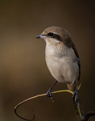 Brown Shrike close up shot of bird on branch tree.