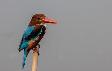 White-throated Kingfisher on branch tree close up shot of bird.