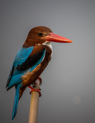 White-throated Kingfisher on branch tree close up shot of bird.