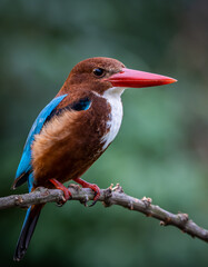 White-throated Kingfisher on branch tree close up shot of bird.