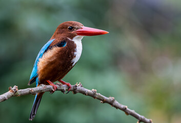 White-throated Kingfisher on branch tree close up shot of bird.