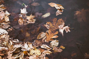 fallen autumn leaves