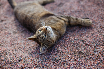 Funny resting cat on a sunny hot summer day, sleepy gray cat. Pets abandoned in a shelter