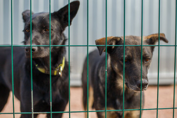 Dog shelter, stray dogs in a cage in an animal shelter. Abandoned animal in captivity, dog looks...