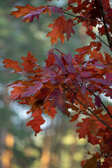 red maple leaves