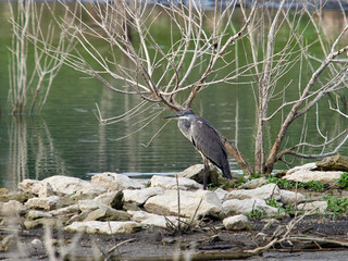 Naklejka premium Grey heron, Ardea cinerea, at Bellus reservoir, Spain