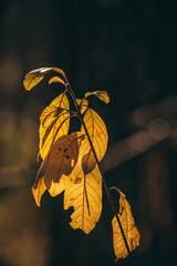 autumn leaves on the tree