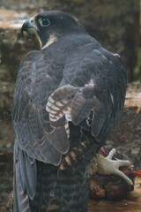 Peregrine Falcon with recent Kill