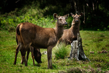 deer in the forest