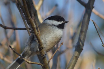 Wild Black Capped Chickadee