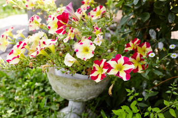 Petunia, Red white Petunias in the pot. Family name Solanaceae,Scientific name Petunia hybrida