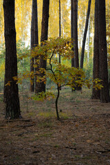 autumn in the forest