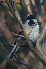 Wild Black Capped Chickadee