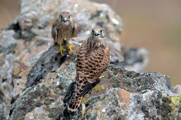 Juvenile Kestrel (Falco tinnunculus), Greece