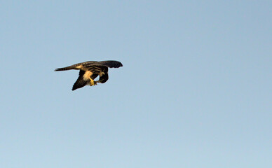 Eurasian Hobby (Falco subbuteo), Greece