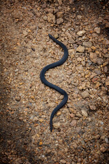 Obraz na płótnie Canvas snake in the ground