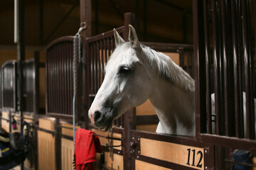 Portrait of a beautiful bay horse standing in a stall in the stable in the summer. Equestrian life. Livestock.