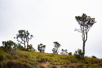 tree in the savannah