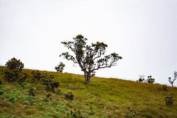 tree in the field