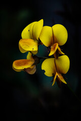 yellow orchid flower