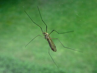 An einem Fenster klebende Schnake in Nahaufnahme