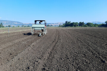 Garlic sowing by tractor, the process of planting garlic cloves in the field. The concept of spring...