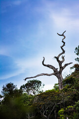 tree in the sky