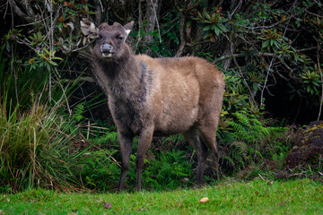 deer in the forest